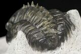 Rare, Spiny Proetid Trilobite (Phaetonellus) - Morocco #164514-5